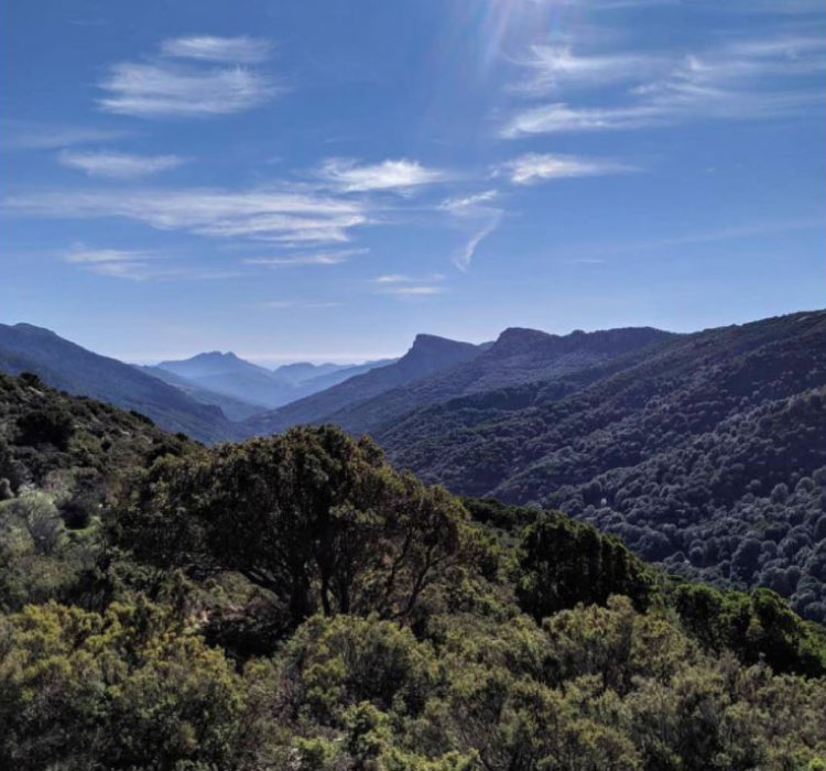 Sito web Sardinia Hunting - Caccia tordi colombelle e merli