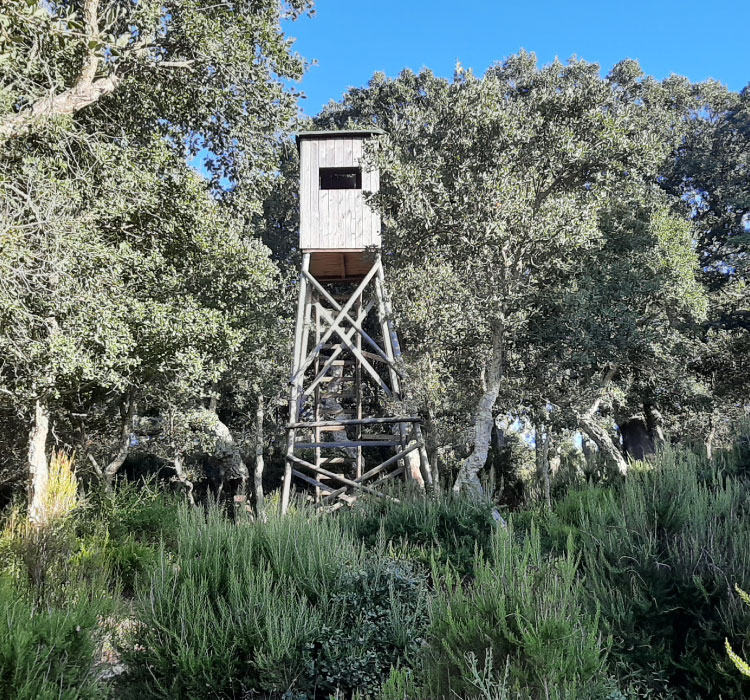 Sito web Sardinia Hunting - wild boar hunting tower